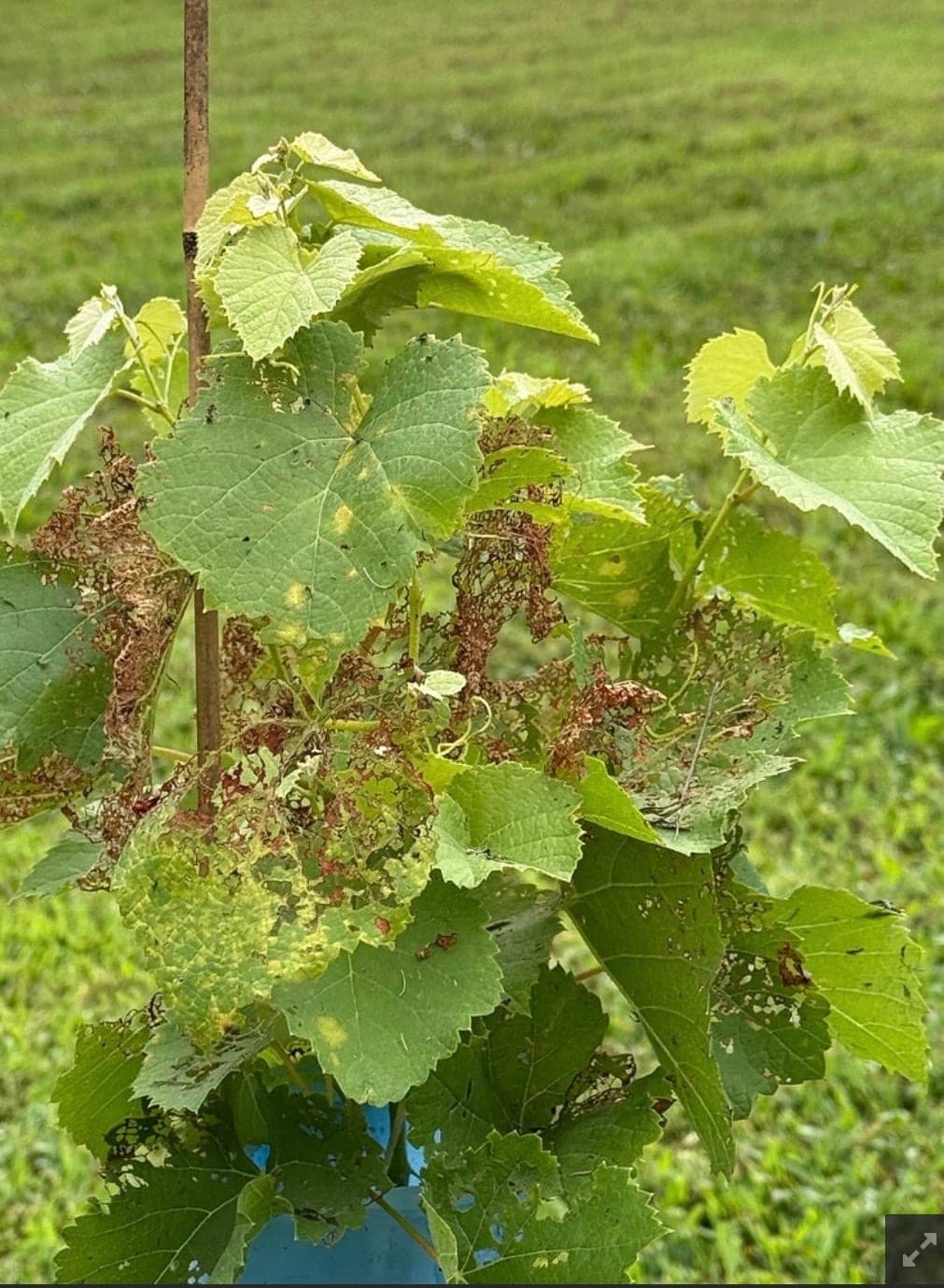 A young grapevine on a stake with many leaves skeletonized to brown lace by Japanese beetles