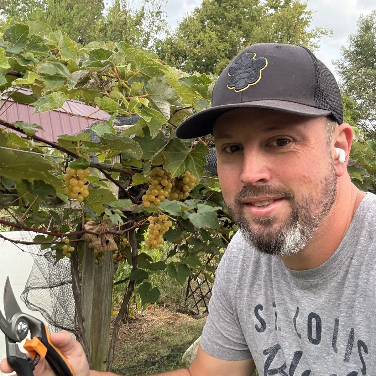 Matthew at the backyard test vineyard with white grape clusters and pruning shears