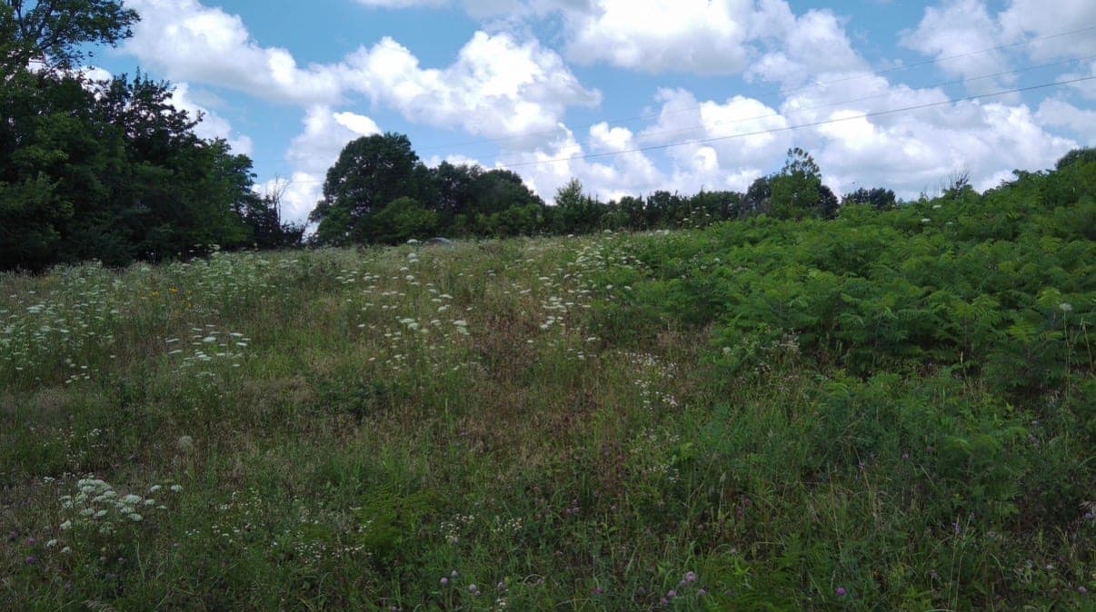 A sloped Missouri field in summer with tall grass, white Queen Anne's lace flowers, and a dense green sumac thicket along one edge under a blue sky with cumulus clouds