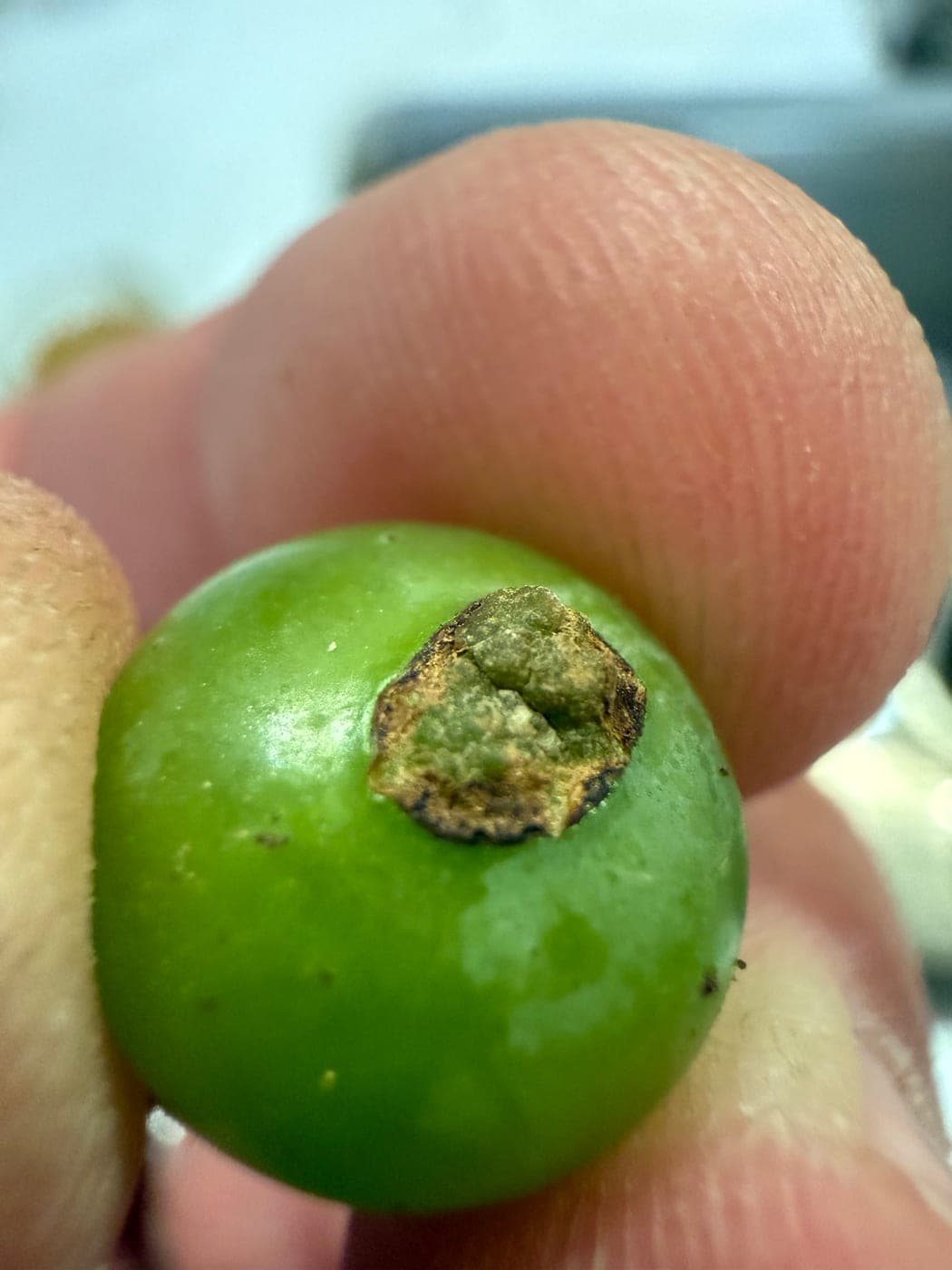 Close-up of a single hard green grape berry held between two fingers, with a small brown scar at the blossom end