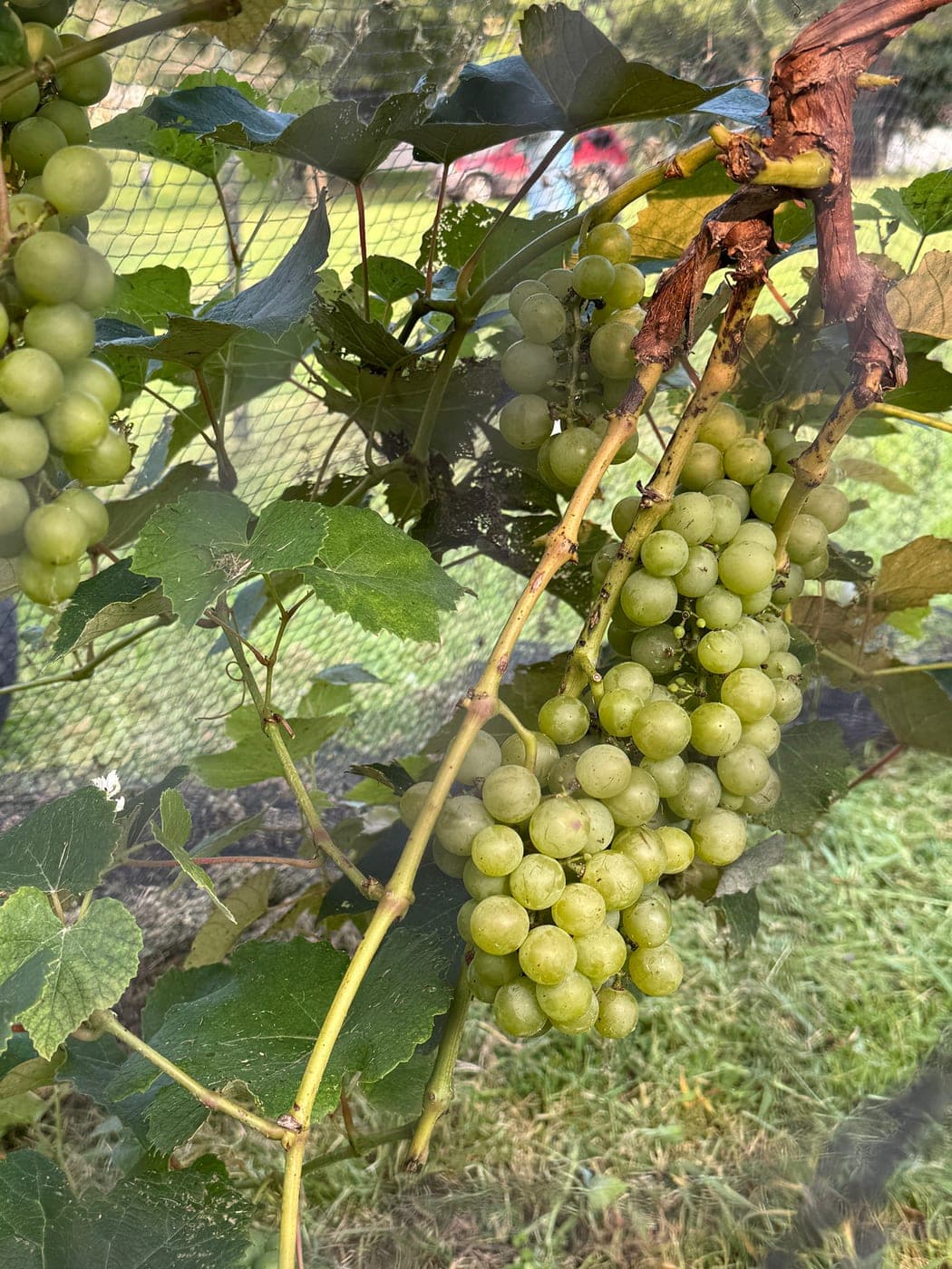 Clusters of green grapes hanging on a vine behind black bird netting, some berries turning translucent, with a lawn and road behind